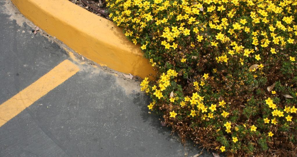 Curb painting